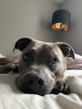 Utah -  Pit Bull Terrier Dog for Adoption in Des Moines, Washington - Utah | PetCurious