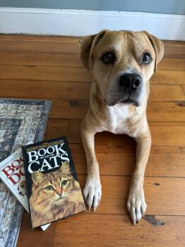 Rescue Mixed Breed Dogs for Adoption in Petersburg, Virginia - Colt (courtesy Listing) | PetCurious