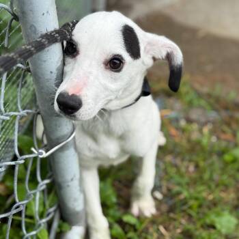 Wisteria Lane -  Feist and Mixed Breed Dog for Adoption in Campton Hills, Illinois - Wisteria Lane | PetCurious