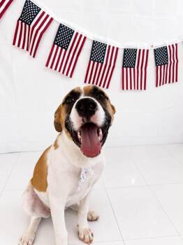 Journey -  Mixed Breed Dog for Adoption in Chickasha, Oklahoma - Journey | PetCurious