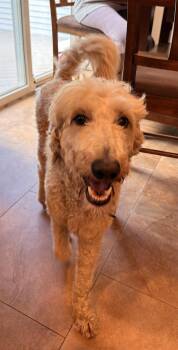Goldendoodle and Golden Retriever Dogs Available for Adoption in Eatontown, New Jersey - Kash | PetCurious