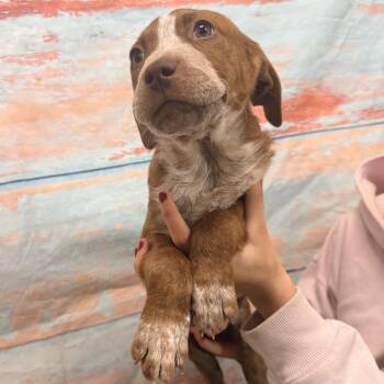 Mixed Breed Dogs Available for Adoption - Ilya | PetCurious