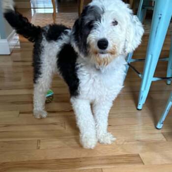 Lolly -  Old English Sheepdog and Miniature Poodle Dog for Adoption in Rochester, Minnesota - Lolly | PetCurious