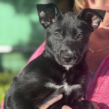 Black Labrador Retriever and German Shepherd Dog Dogs Available for Adoption - Bali~ Sweet And Happy  | PetCurious