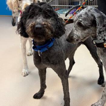 Mixed Breed Dogs Available for Adoption - Cindy | PetCurious