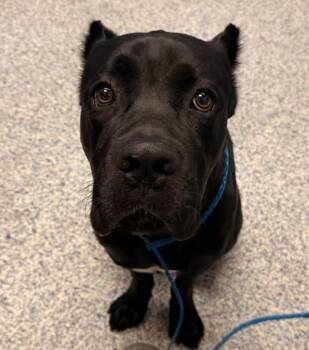 Bunny -  Cane Corso Dog for Adoption in Golden, Colorado - Bunny | PetCurious