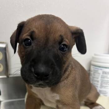 Mixed Breed Dogs Available for Adoption in Spokane, Washington - Mars | PetCurious