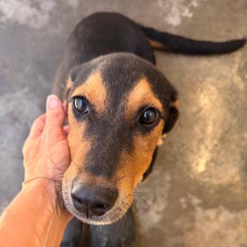 Banjo -  Hound and Mixed Breed Dog for Adoption in Evensville, Tennessee - Banjo | PetCurious