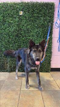 61605900 -  Australian Shepherd and Mixed Breed Dog for Adoption in El Paso, Texas - 61605900 | PetCurious