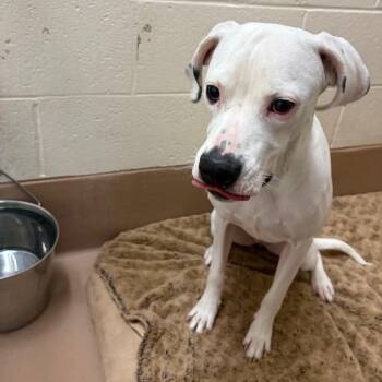 Snowball -  Mixed Breed Dog for Adoption in Reno, Nevada - Snowball | PetCurious