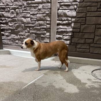 Wasabi 5047 -  Mixed Breed Dog for Adoption in Loxahatchee Groves, Florida - Wasabi 5047 | PetCurious