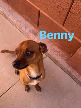 Chihuahua Dogs Available for Adoption in Ivins, Utah - Benny  | PetCurious