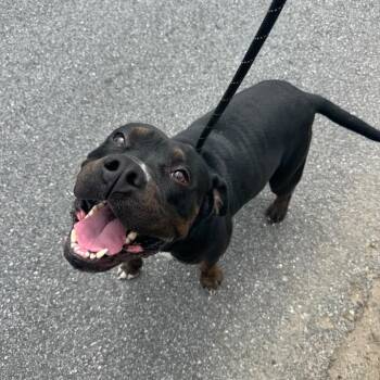 Mixed Breed Dogs Available for Adoption in Columbus, Georgia - 05/06/2026-Stray-RamseyRoad | PetCurious