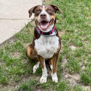 Rescue Pit Bull Terrier and Collie Dogs for Adoption in Longview, Texas - Molly | PetCurious