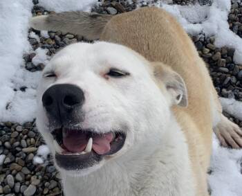 Terrier Dogs Available for Adoption in Bonnyville, Alberta - Momo | PetCurious