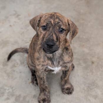 Denali -  Mixed Breed Dog for Adoption in Fenton, Michigan - Denali | PetCurious
