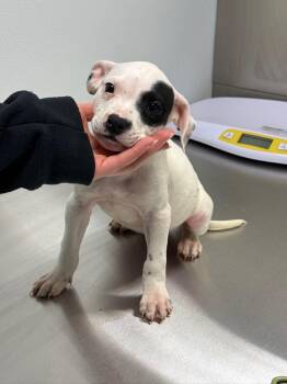 Portico -  Pit Bull Terrier and Boxer Dog for Adoption in Avon, Connecticut - Portico | PetCurious