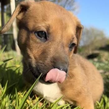Shepherd and Mixed Breed Dogs Available for Adoption in Oakville, Washington - Jiff | PetCurious