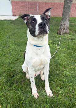 Damon -  Pit Bull Terrier Dog for Adoption in Maryville, Missouri - Damon | PetCurious