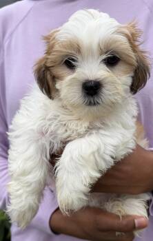 Cannoli -  Shih Tzu Dog for Adoption in Beaverton, Oregon - Cannoli | PetCurious