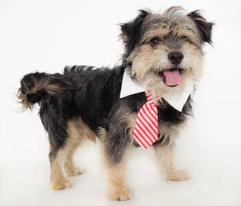 Biggie -  Terrier and Yorkshire Terrier Dog for Adoption in Phoenix, Arizona - Biggie | PetCurious