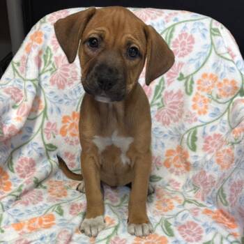 Mixed Breed Dogs Available for Adoption in Kittanning, Pennsylvania - Lucy (Debbies Litter) | PetCurious