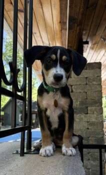 **MERRICK** -  Labrador Retriever and Hound Dog for Adoption in North Prairie, Wisconsin - **MERRICK** | PetCurious