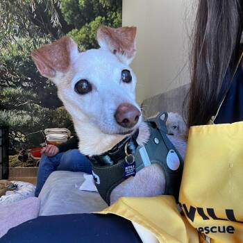 Milo 14163 -  Chihuahua Dog for Adoption in San Francisco, California - Milo 14163 | PetCurious