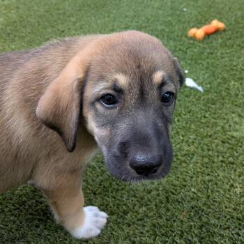 Pup 1 9511 -  Mixed Breed Dog for Adoption in Loxahatchee Groves, Florida - Pup 1 9511 | PetCurious