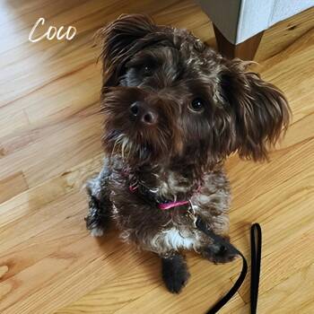 Rescue Aussiedoodle Dogs for Adoption in Janesville, Wisconsin - Coco | PetCurious