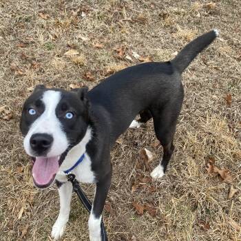 Husky Dogs Available for Adoption - Maximus | PetCurious