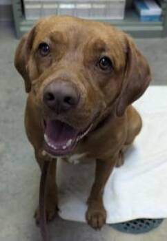 Labrador Retriever Dogs Available for Adoption in Danville, Indiana - Rita | PetCurious