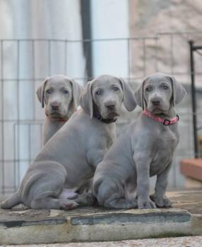 Hugs -  Weimaraner Dog for Adoption in Blessing, Texas - Hugs | PetCurious