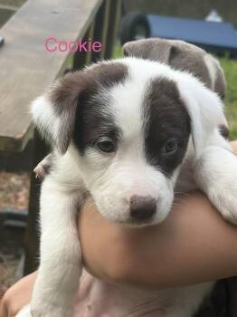 Cookie -  Mixed Breed Dog Available for Adoption - Cookie | PetCurious