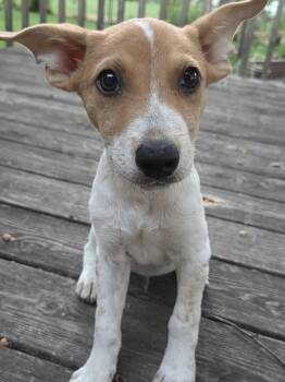 Vermillion* -  Australian Cattle Dog Blue Heeler Dog for Adoption in Brooklyn Center, Minnesota - Vermillion* | PetCurious