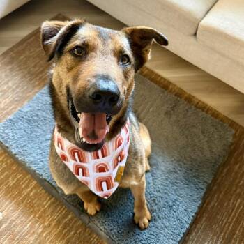 Shepherd and Mixed Breed Dogs Available for Adoption - Edwin | PetCurious
