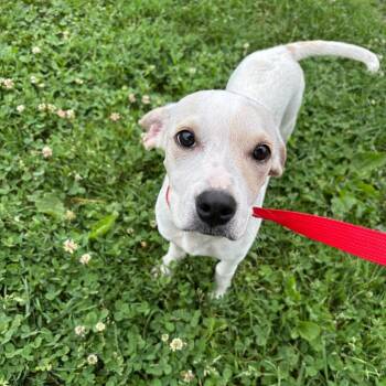 Skip -  Beagle and Hound Dog for Adoption in Quakertown, Pennsylvania - Skip | PetCurious