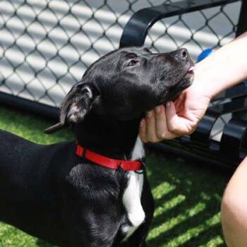 LaToya -  Labrador Retriever and Mixed Breed Dog for Adoption in Atlanta, Georgia - LaToya | PetCurious