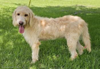 Rugar -  Goldendoodle and Wheaten Terrier Dog for Adoption in Franklin, Tennessee - Rugar | PetCurious