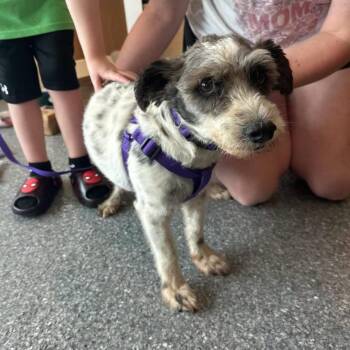 Pepperino -  Miniature Schnauzer Dog for Adoption in Philadelphia, Pennsylvania - Pepperino | PetCurious