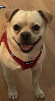 Ralphie -  Pug and Chihuahua Dog for Adoption in Youngsville, North Carolina - Ralphie | PetCurious