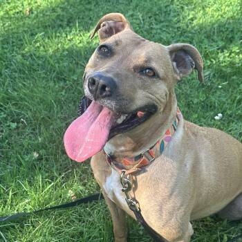 Rescue Pit Bull Terrier Dogs for Adoption in Monroeville, Pennsylvania - Chelsea | PetCurious