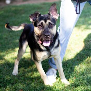 Rescue German Shepherd Dog Dogs for Adoption in Cumming, Georgia - Vin Diesel 21835 | PetCurious