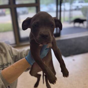 Lenora -  Pit Bull Terrier Dog for Adoption in Birmingham, Alabama - Lenora | PetCurious