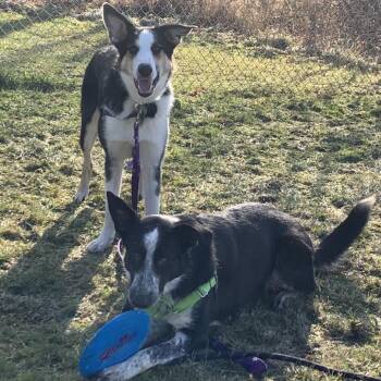 German Shepherd Dog and Mixed Breed Dogs Available for Adoption in Middlebury, Vermont - Lennox | PetCurious