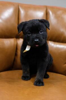 Labrador Retriever and Rottweiler Dogs Available for Adoption in Frankfort, New York - Indiana | PetCurious