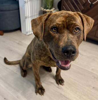 Pit Bull Terrier and Plott Hound Dogs Available for Adoption in Chicago, Illinois - Chula | PetCurious