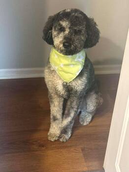 Australian Shepherd and Standard Poodle Dogs Available for Adoption - Oakley (m) | PetCurious