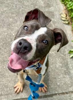 Tootsie -  Mixed Breed Dog for Adoption in Cincinnati, Ohio - Tootsie | PetCurious
