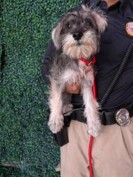 61536422 -  Schnauzer and Mixed Breed Dog for Adoption in El Paso, Texas - 61536422 | PetCurious